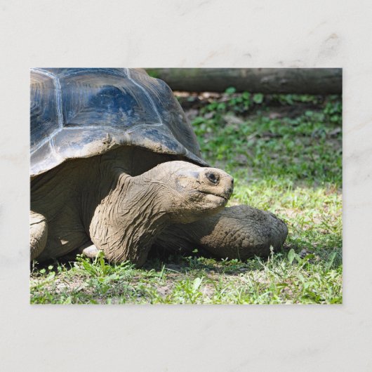 Carte Postale Photo de tortue de la faune (Devant)