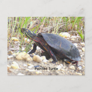 Carte postale photo de tortue peinte