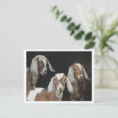 Carte Postale Photo de trois chèvres (Debout devant)