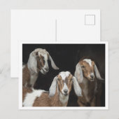 Carte Postale Photo de trois chèvres (Devant / Derrière)