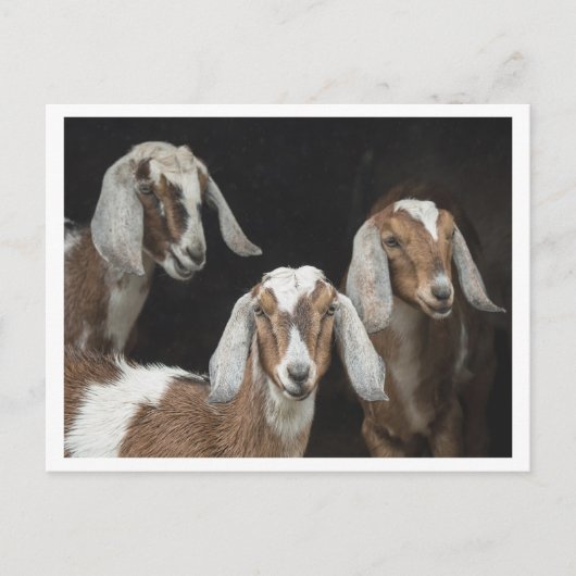 Carte Postale Photo de trois chèvres (Devant)
