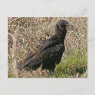 Carte postale photo de Vautour noir