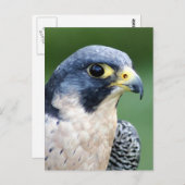 Carte Postale Photo de visage de faucon pérégrin (Devant / Derrière)