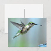 Carte Postale Photo de vol écologique de colibri Faune (Devant / Derrière)