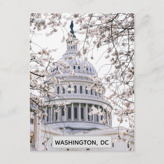 Carte Postale Photo de voyage de Washington DC Cherry Blossoms (Devant)