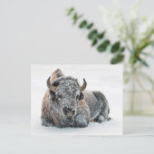 Carte Postale Photo de Wildlife Buffalo Snow (Debout devant)