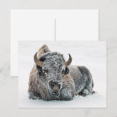 Carte Postale Photo de Wildlife Buffalo Snow (Devant / Derrière)