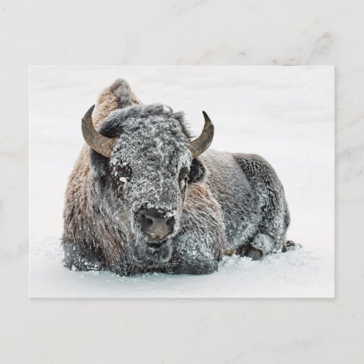 Carte Postale Photo de Wildlife Buffalo Snow (Devant)
