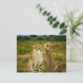 Carte Postale Photo de Wildlife Cheetah (Debout devant)