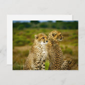 Carte Postale Photo de Wildlife Cheetah (Devant / Derrière)