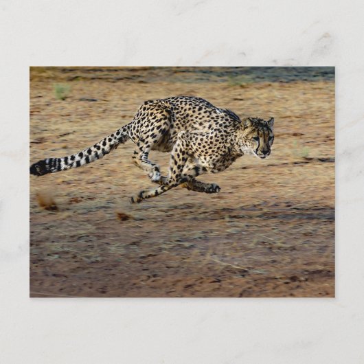 Carte Postale Photo de Wildlife Cheetah Running (Devant)