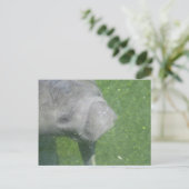 Carte Postale Photo d'eau animale de Manat souriant (Debout devant)