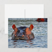 Carte Postale Photo d'eau d'Hippo Faune (Devant / Derrière)