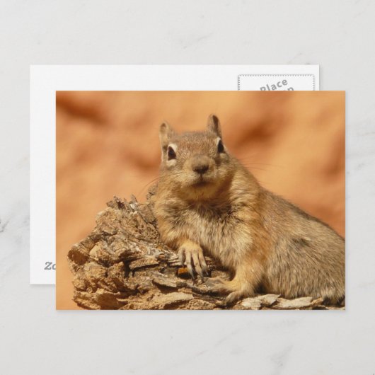 Carte Postale Photo d'Écureuil de Terre (Devant / Derrière)