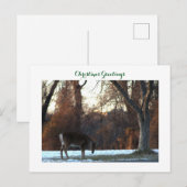 Carte postale photo Deer in Snow (Devant / Derrière)