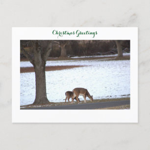 Carte postale photo Deer in Snow
