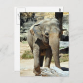 Carte Postale Photo d'éléphant asiatique (Devant / Derrière)