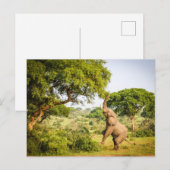 Carte postale photo d'éléphant d'Afrique (Devant / Derrière)