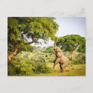 Carte postale photo d'éléphant d'Afrique