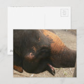 Carte Postale Photo d'éléphant Joyeux Rire en Thaïlande (Devant / Derrière)