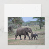 Carte Postale Photo d'éléphant mère et bébé (Devant / Derrière)