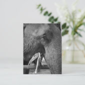 Carte postale photo d'éléphant noir et blanc (Debout devant)