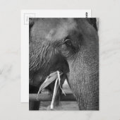 Carte postale photo d'éléphant noir et blanc (Devant / Derrière)