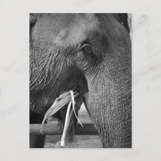 Carte postale photo d'éléphant noir et blanc