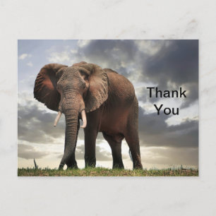 Carte Postale Photo d'éléphant sauvage Merci