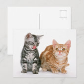 Carte postale Photo Deux Cute Kittens (Devant / Derrière)