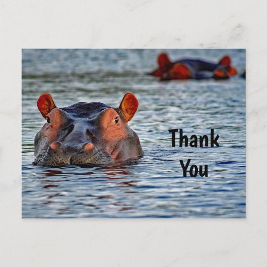 Carte Postale Photo d'hippopotame faunique Merci (Devant)