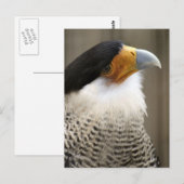 Carte Postale Photo d'oiseau de Caracara en cage (Devant / Derrière)