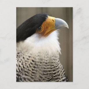 Carte Postale Photo d'oiseau de Caracara en cage