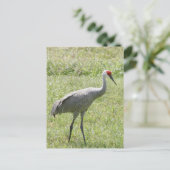 Carte Postale Photo d'oiseau de grue de Sandhill (Debout devant)