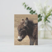 Carte Postale Photo Donkey Foy (Debout devant)