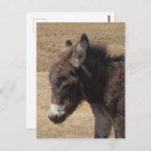 Carte Postale Photo Donkey Foy (Devant / Derrière)