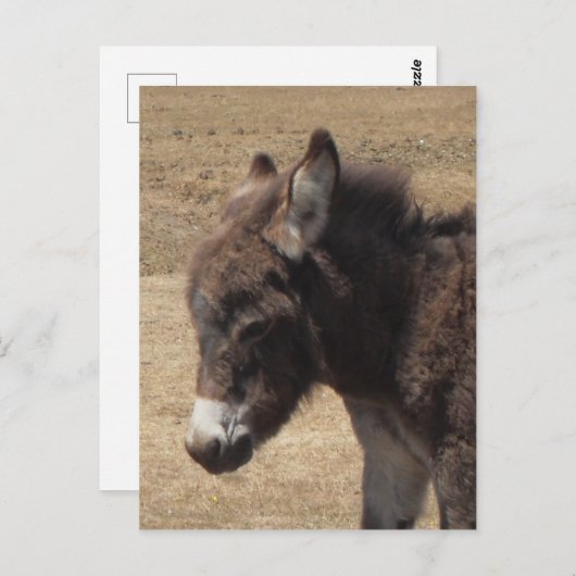 Carte Postale Photo Donkey Foy (Devant / Derrière)