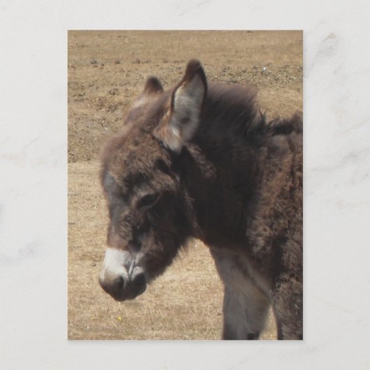 Carte Postale Photo Donkey Foy (Devant)