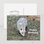 Carte Postale Photo d'opossum pour un anniversaire (Devant / Derrière)