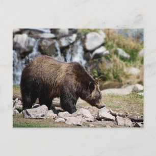 Carte Postale Photo d'ours grizzly