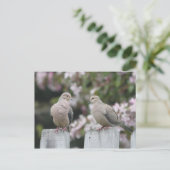 Carte Postale Photo Doves en deuil (Debout devant)