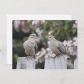 Carte Postale Photo Doves en deuil (Devant / Derrière)