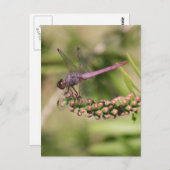 Carte postale Photo Dragonfly (Devant / Derrière)