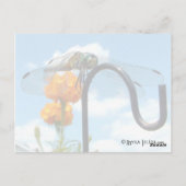 Carte Postale Photo Dragonfly Marigold Sky (Dos)