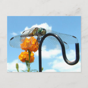 Carte Postale Photo Dragonfly Marigold Sky