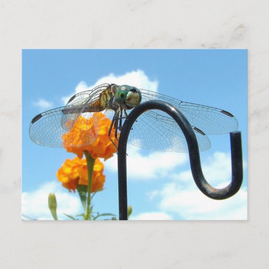 Carte Postale Photo Dragonfly Marigold Sky (Devant)