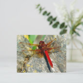 Carte postale photo DragonFly ou DamselFly (Debout devant)