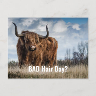 Carte Postale Photo drôle de vache des Highlands Mauvaise journé