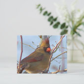 Carte postale photo du Cardinal du Nord (Debout devant)