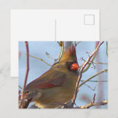 Carte postale photo du Cardinal du Nord (Devant / Derrière)